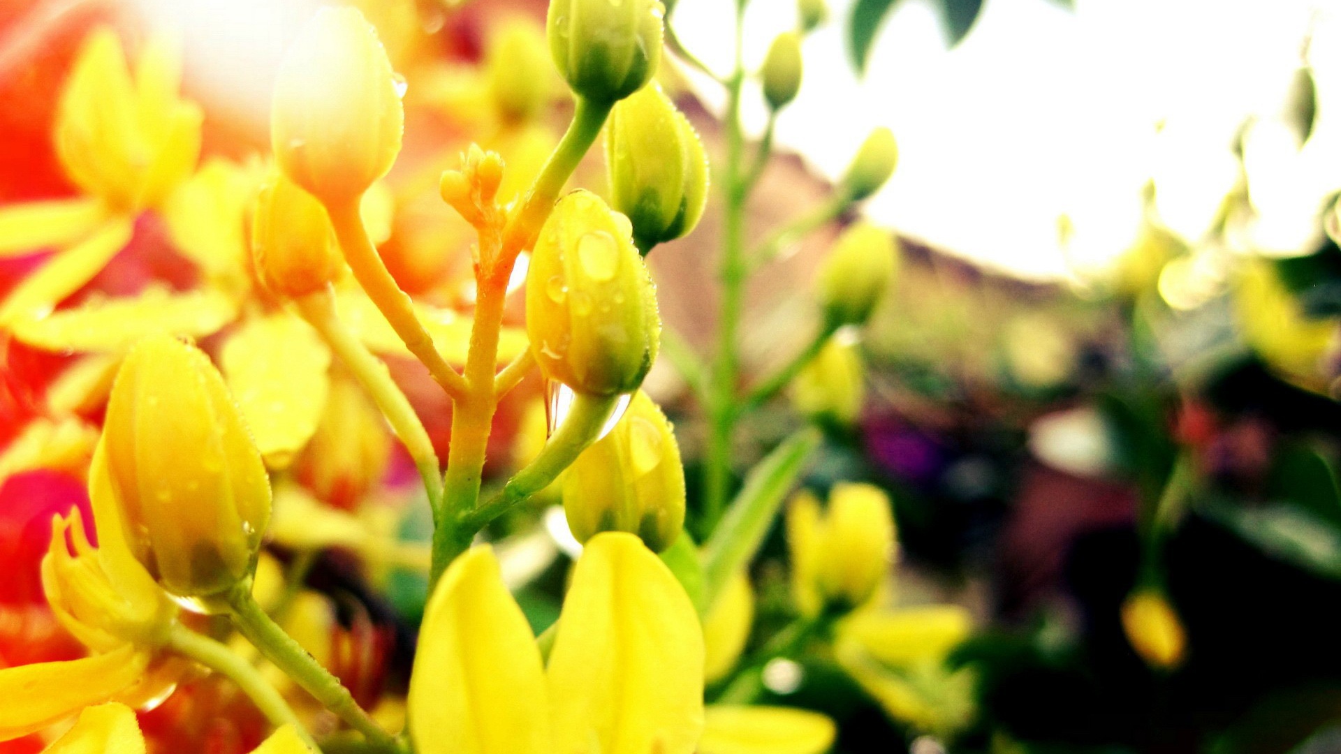 Желтые бутоны с каплями воды