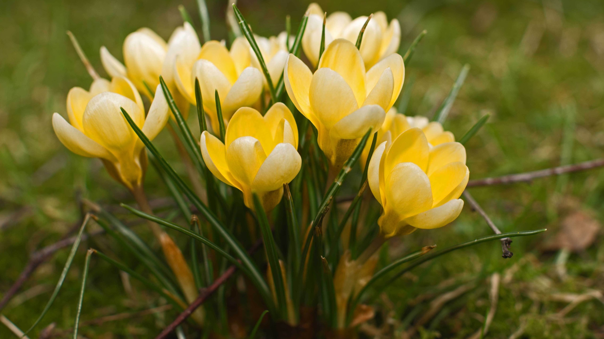 Желтые крокусы на поляне