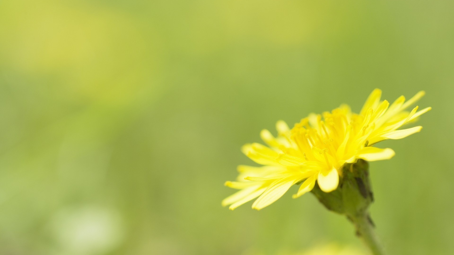 Желтый одуванчик