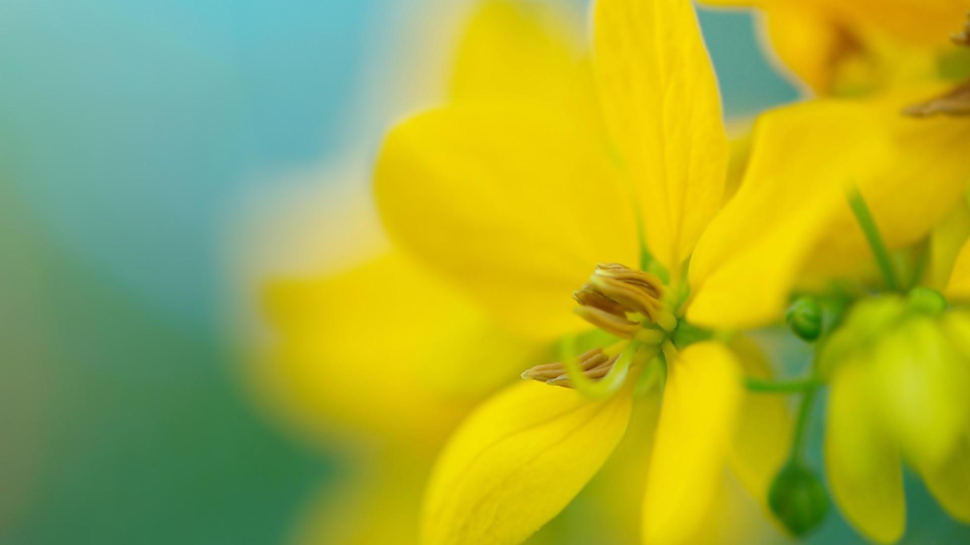 Желтый цветок на размытом фоне