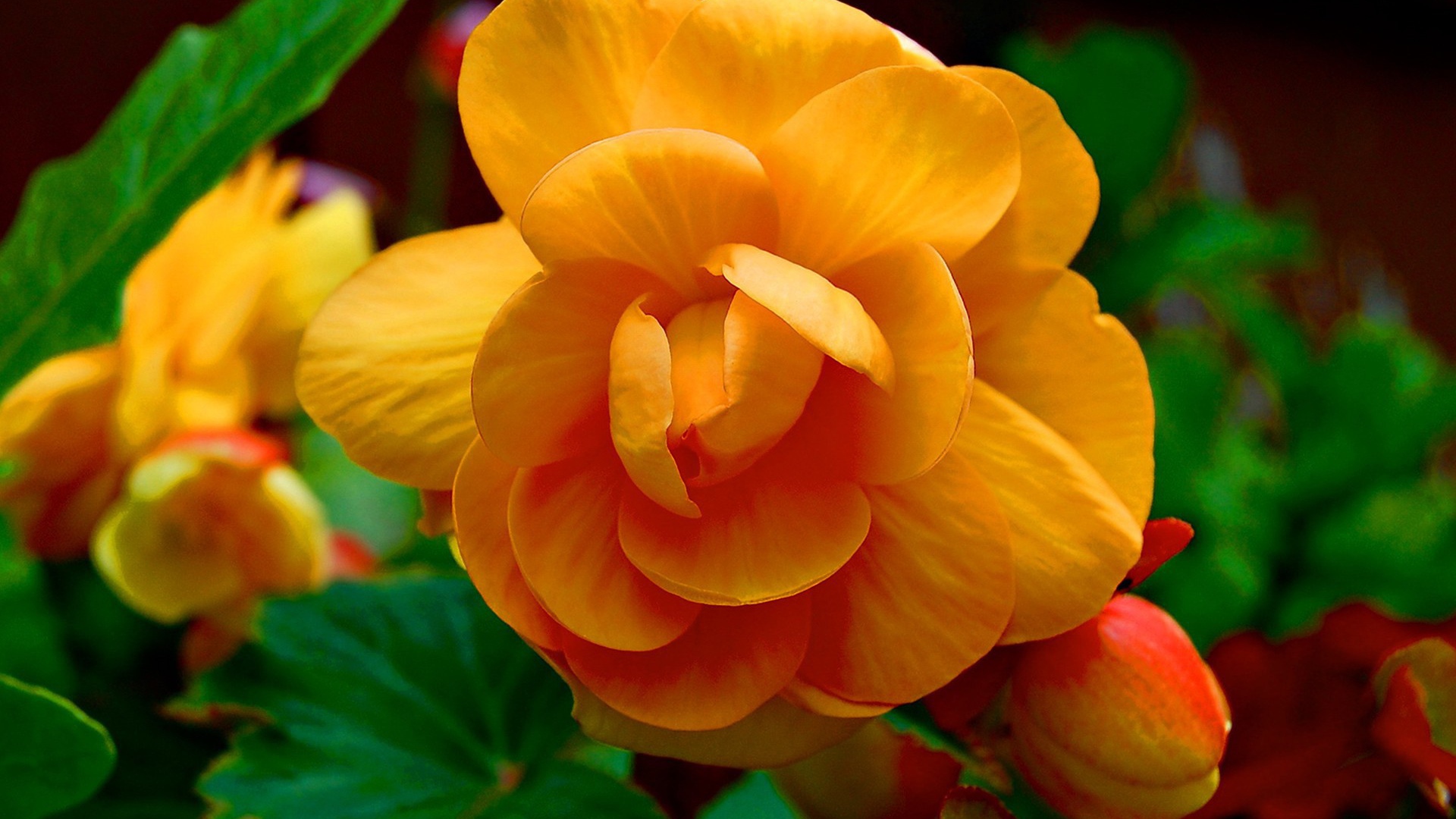 Желтые цветки и бутоны