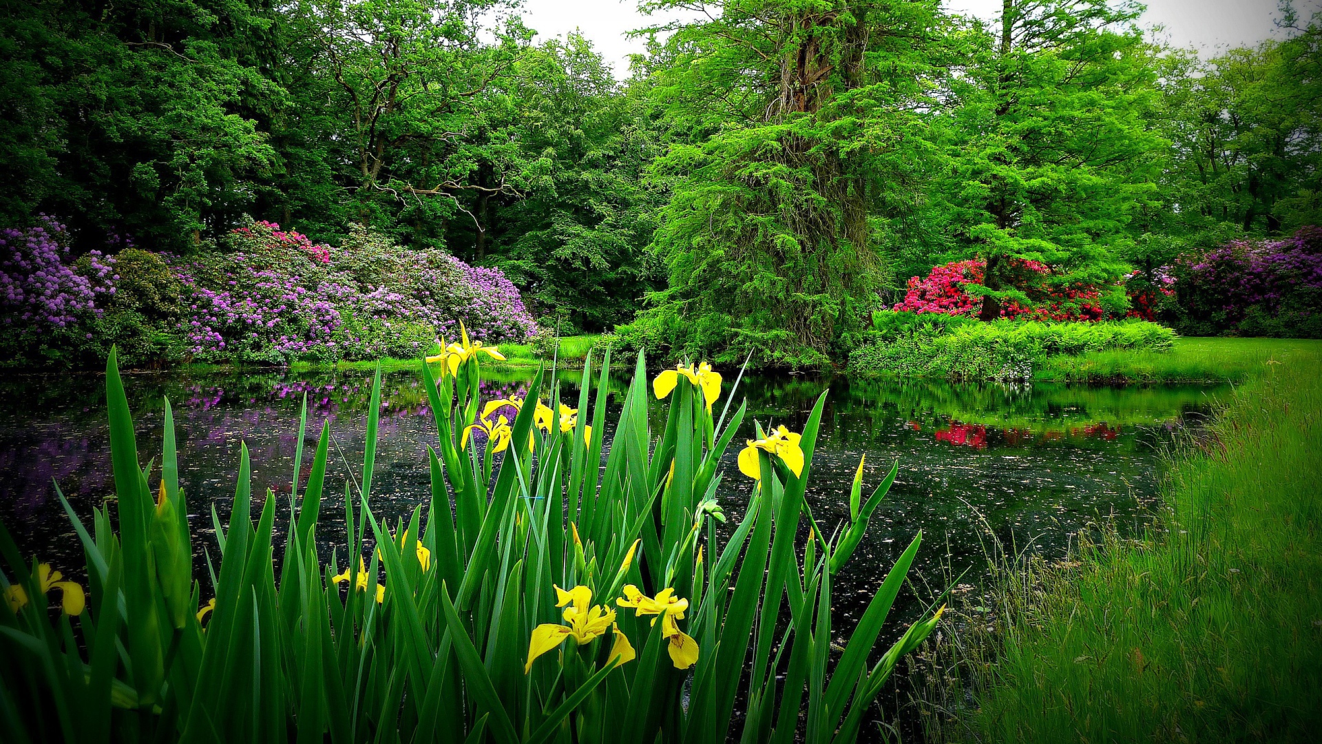 Желтые цветы на берегу озера