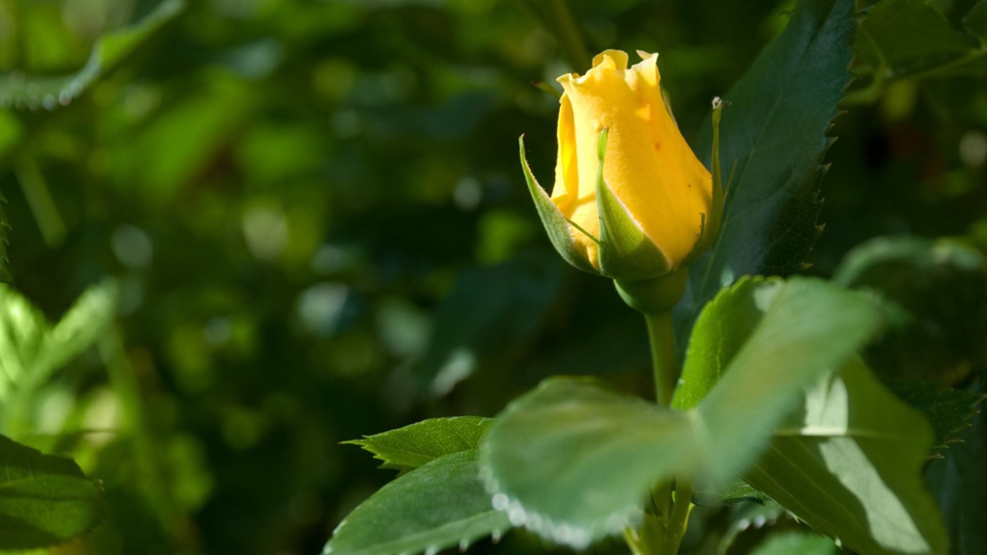 Жёлтая роза цветёт