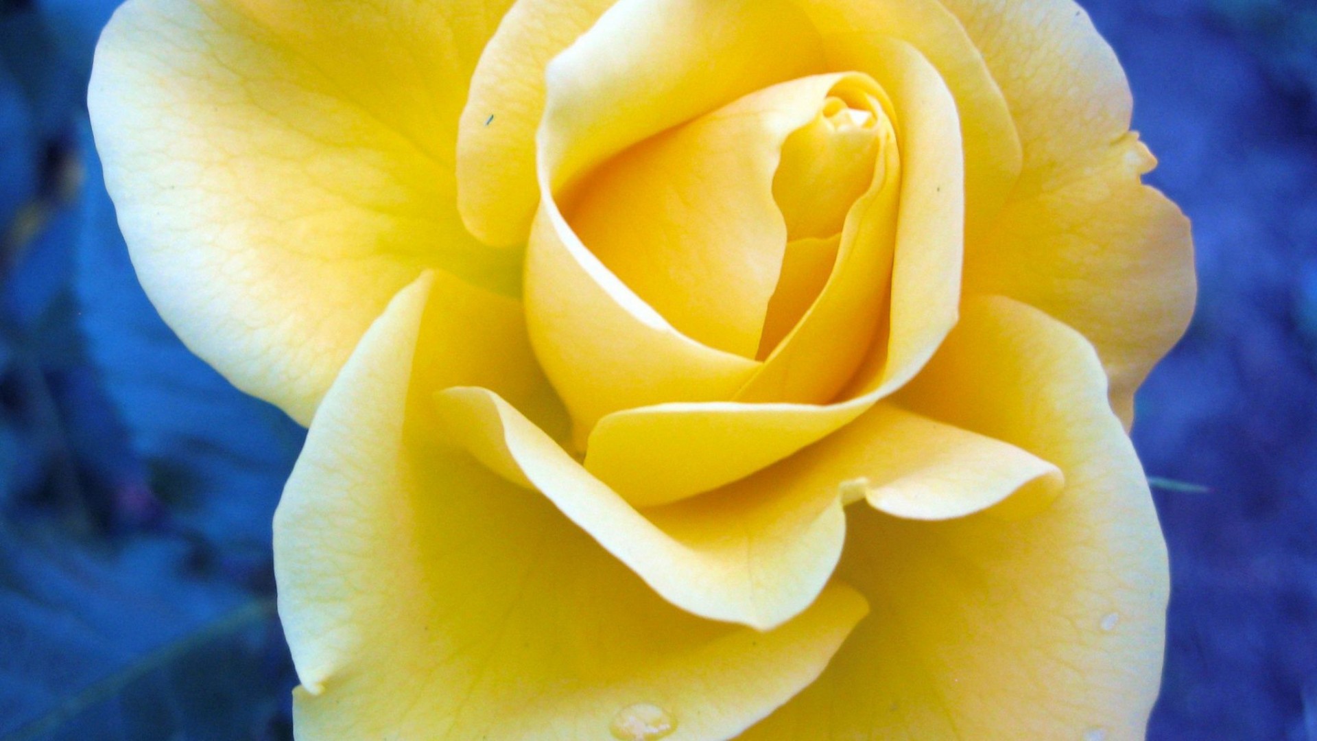 Жёлтая роза на синем фоне