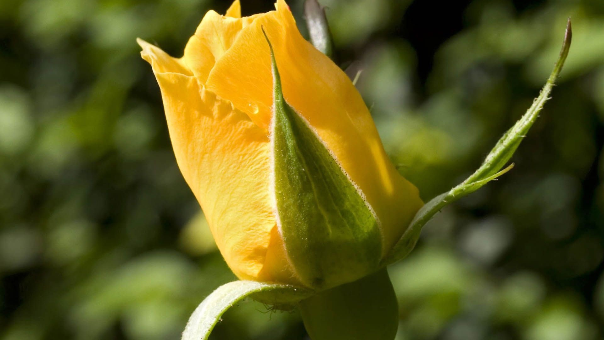 Жёлтая роза на фоне зелени