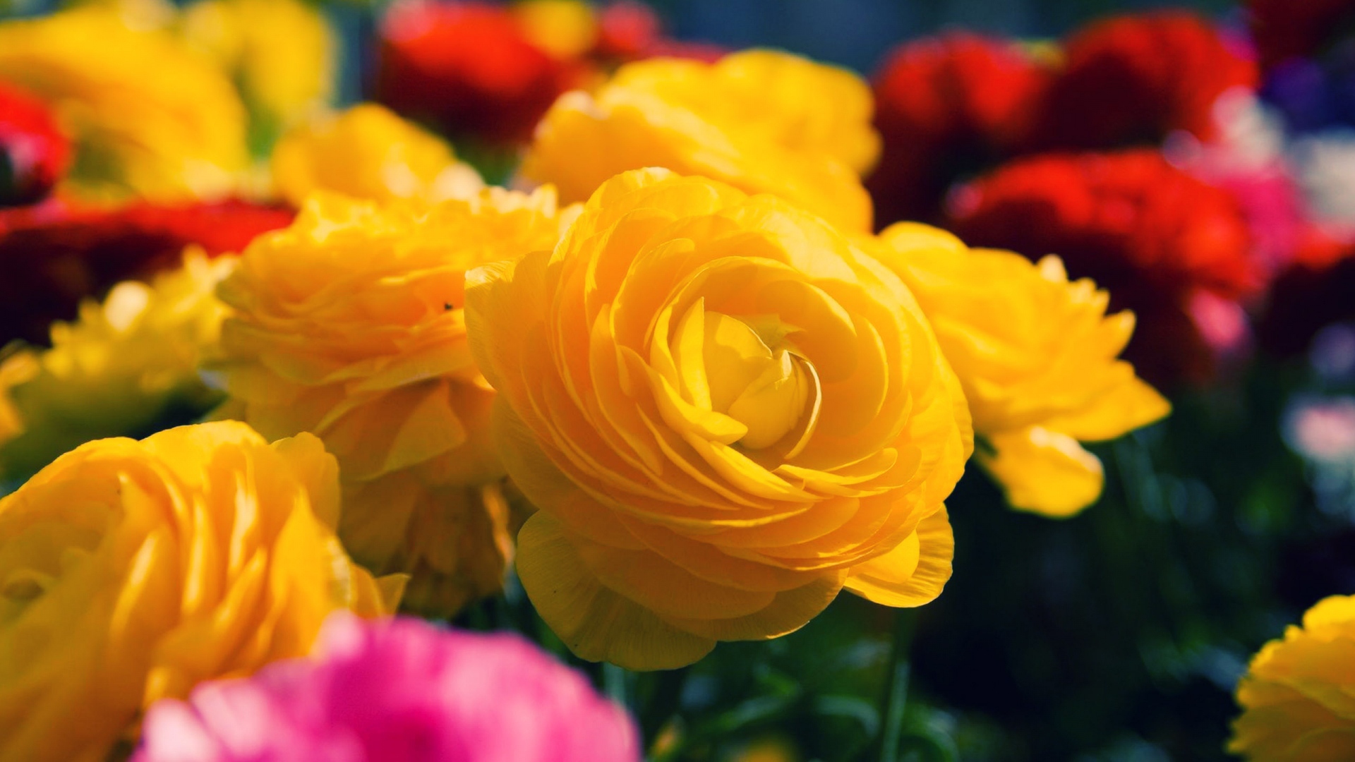 Жёлтые розы распустились в саду