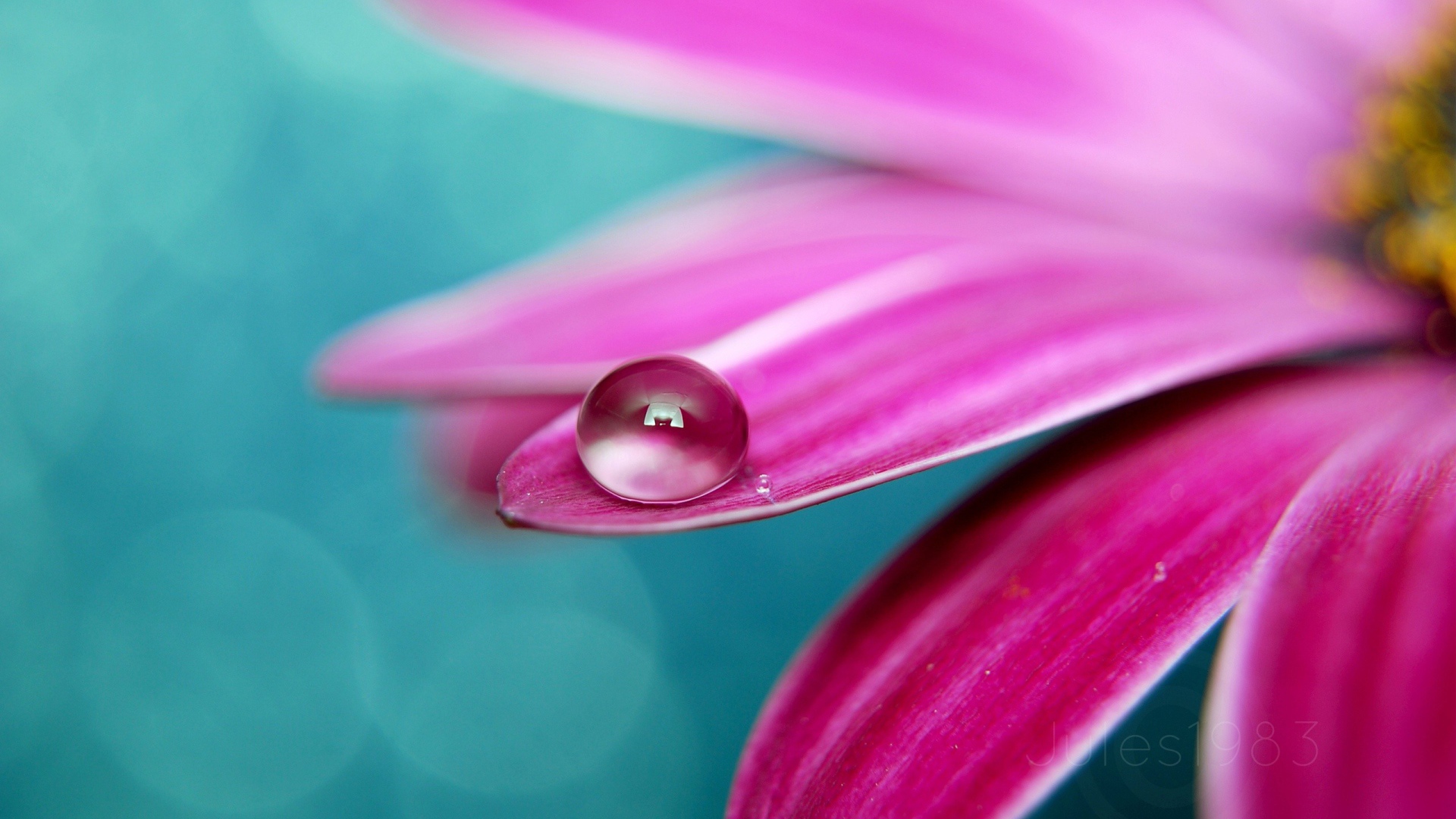 Капелька на лепестке