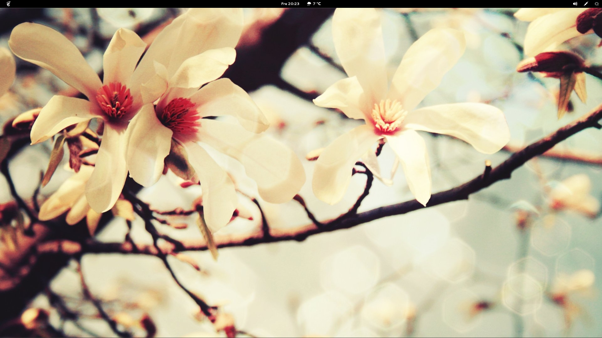 Весной цветут деревья