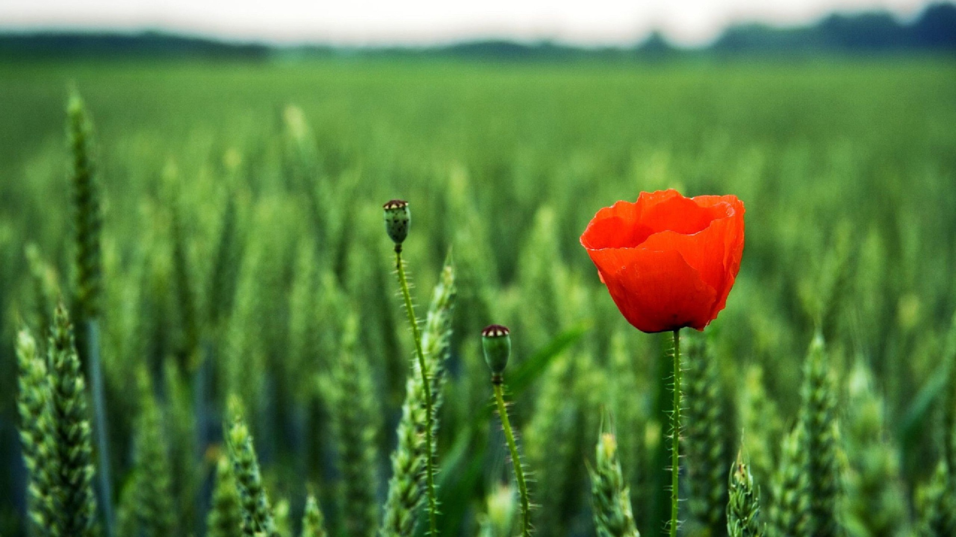 Мак на поле