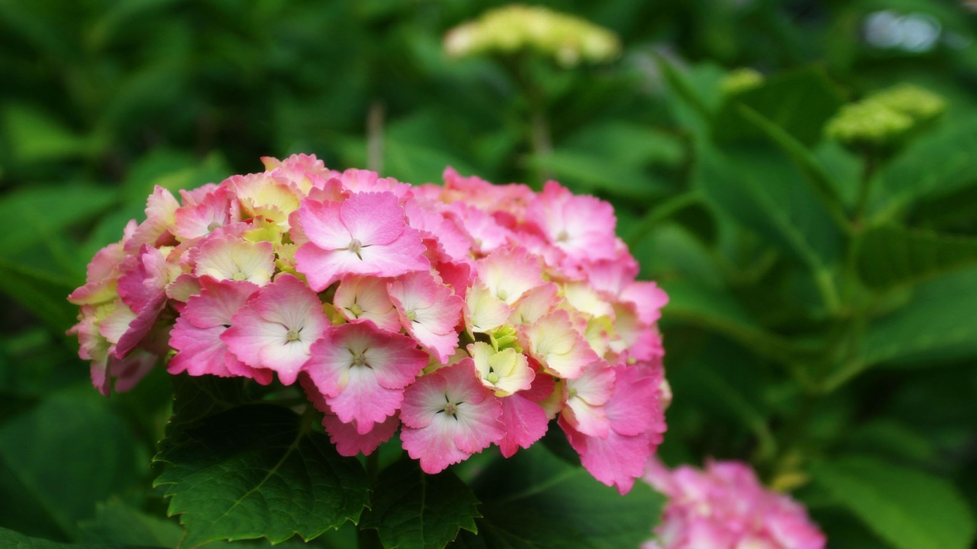 Желто розовые цветы