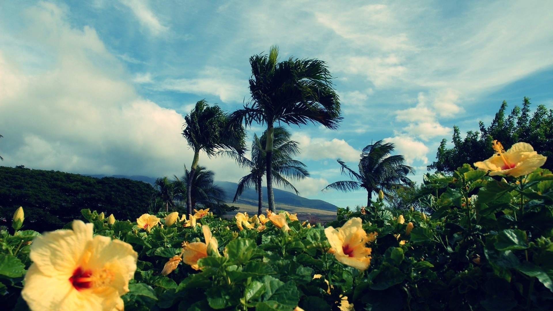 Желтые тропические цветки