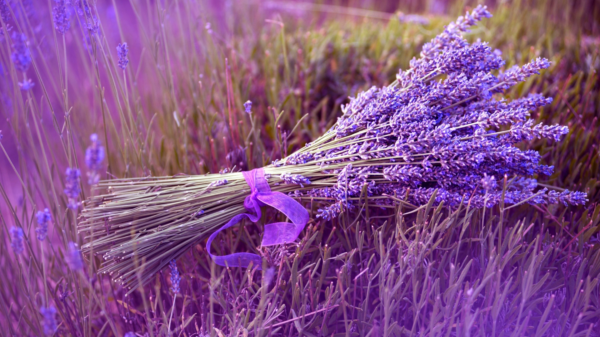 Букет лаванды