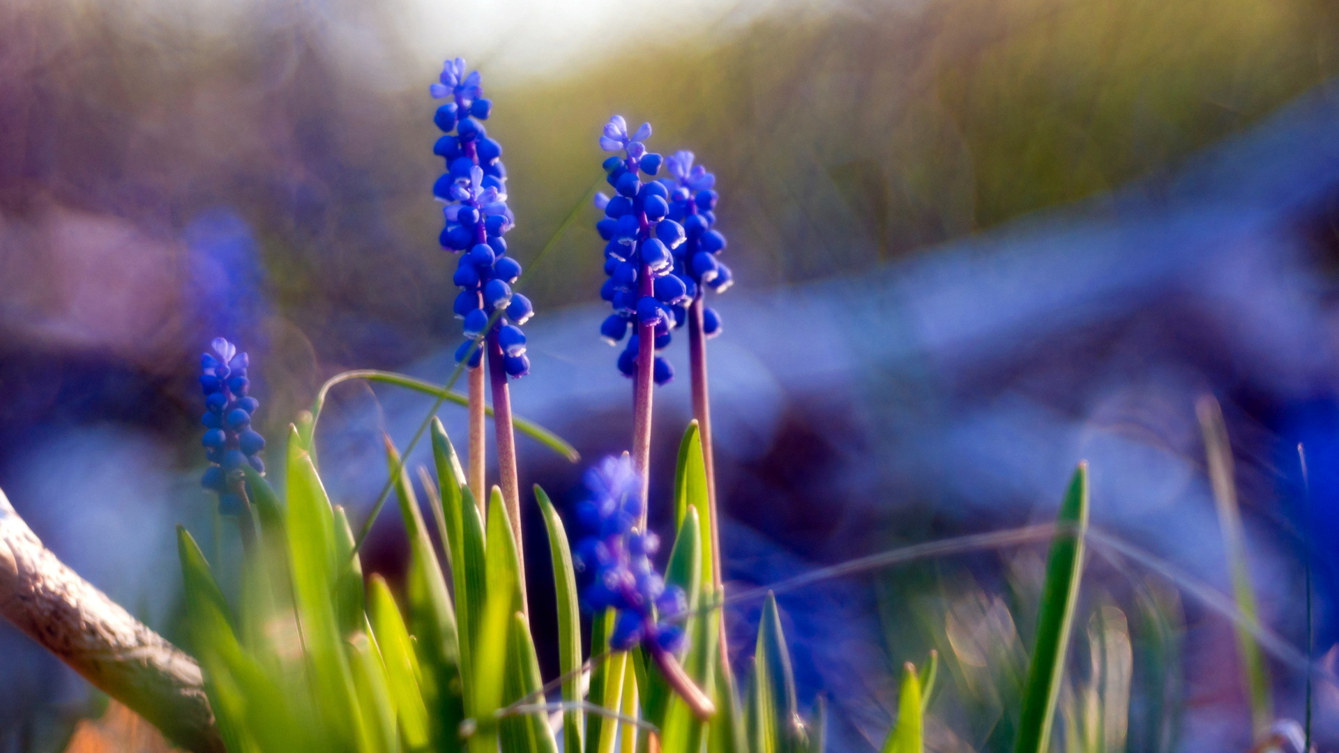 Синие цветы мускари