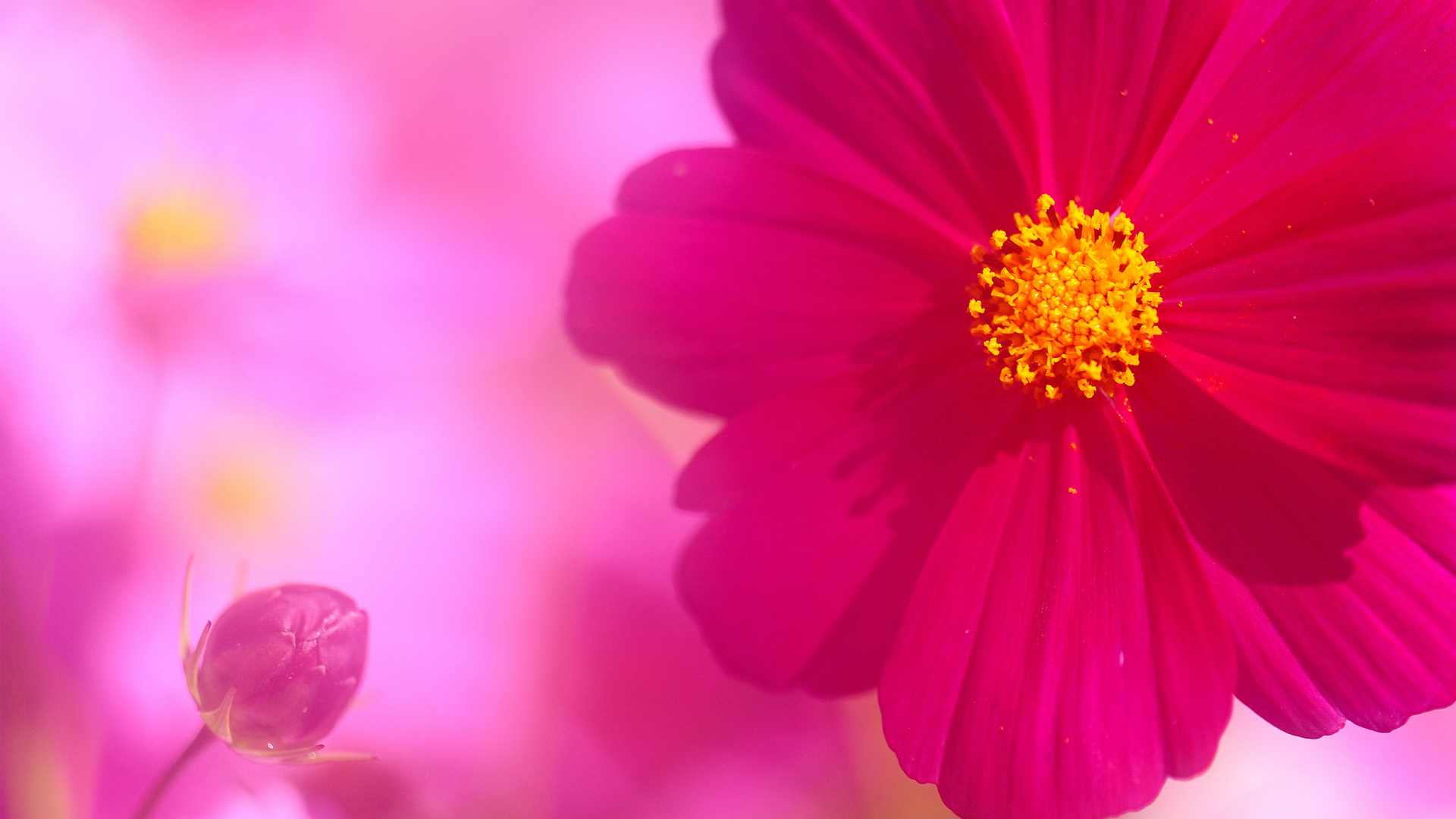 Бутон и цветок космеи