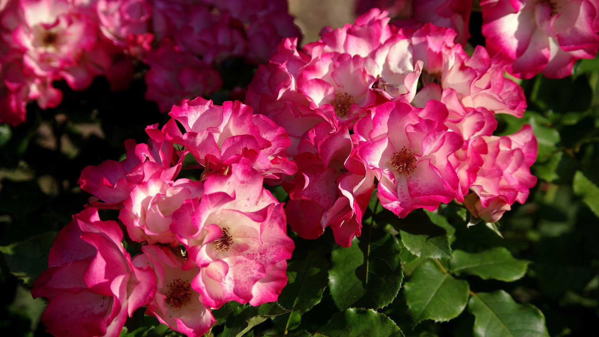 Кусты розовых цветов