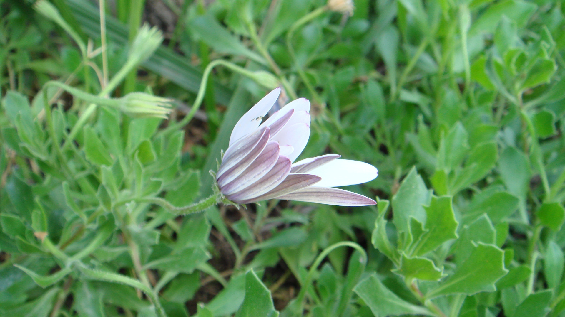 Нежный розовый цветок