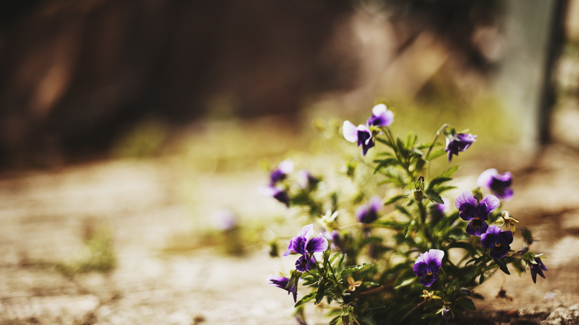 Цветы в городе