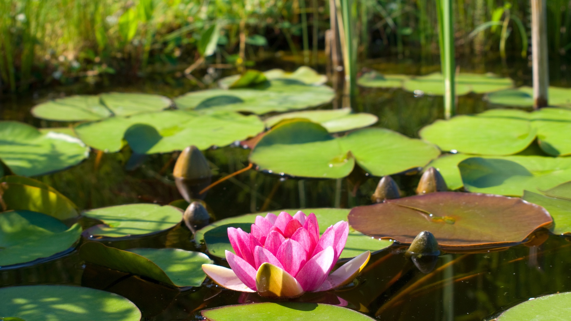 Озеро с водяной лилией