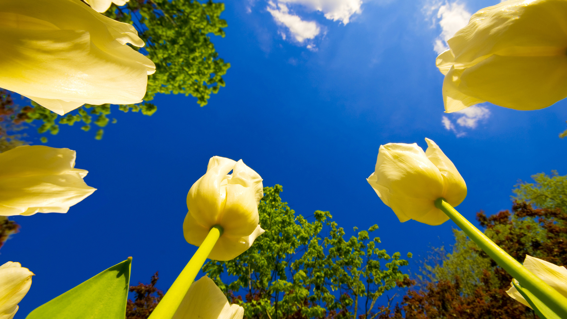 Взгляд на тюльпаны снизу