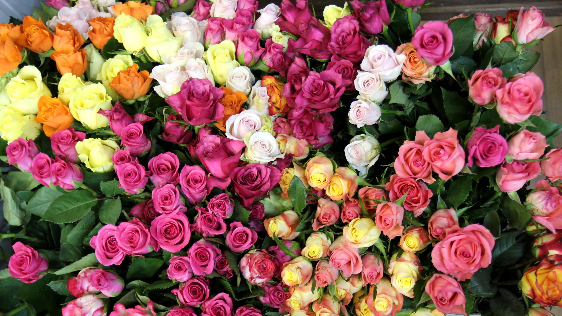 Гора разноцветных роз