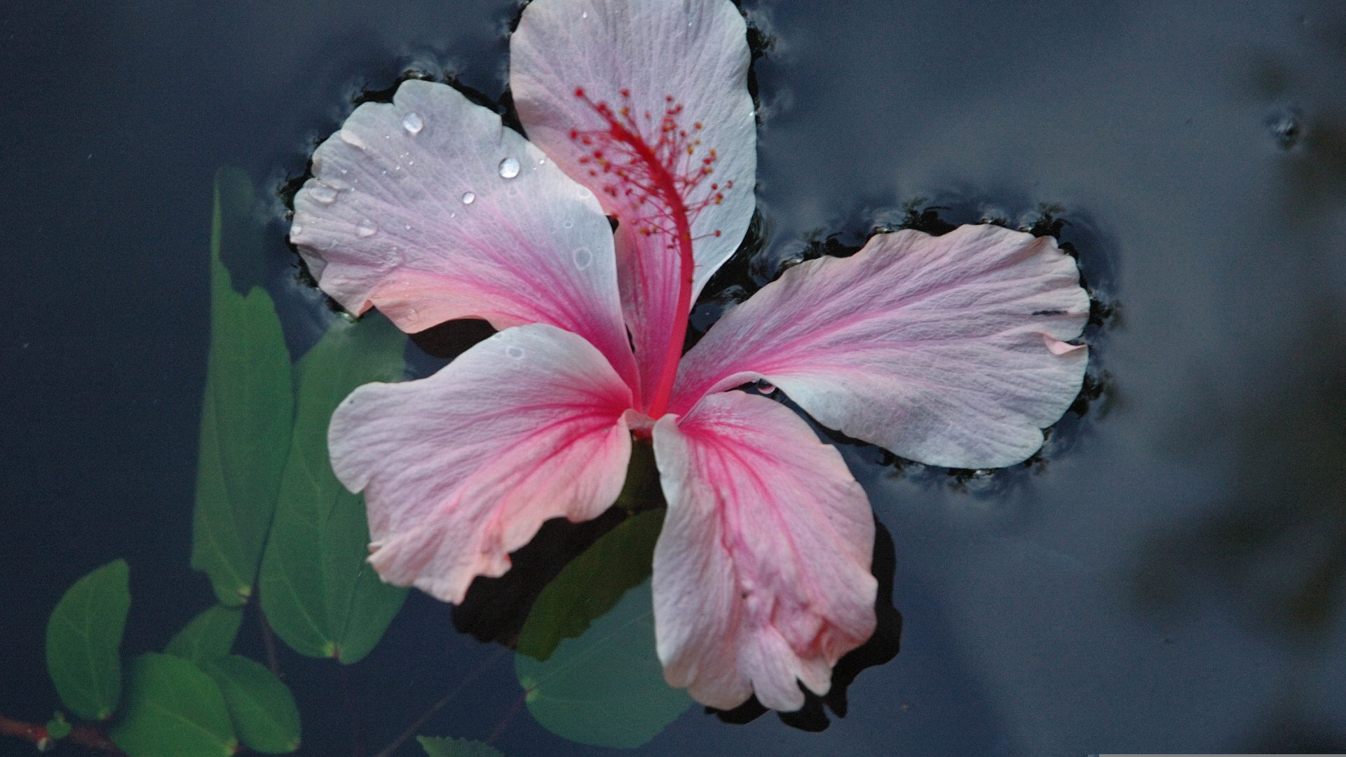 Розовый цветок на воде