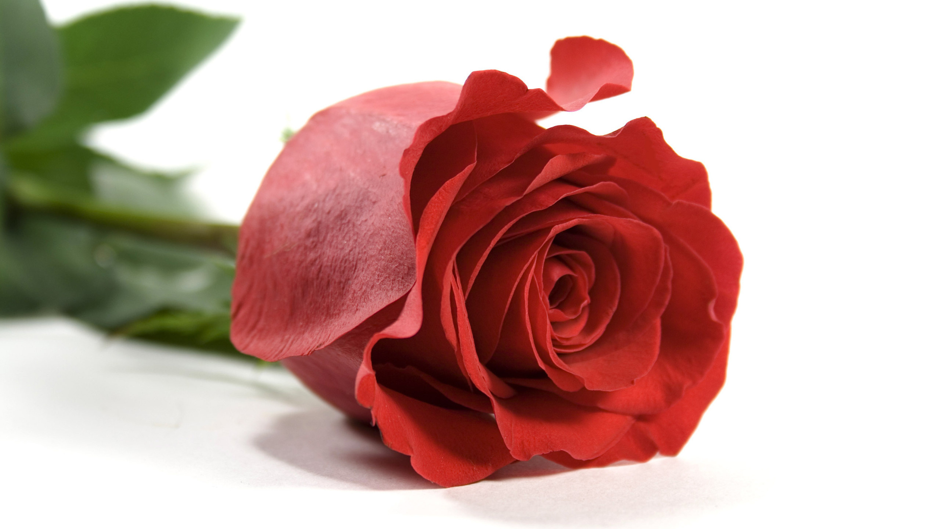 Красная роза на белом фоне