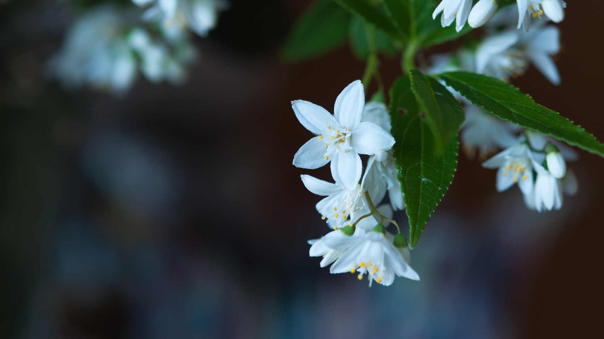 Маленькие белые цветы