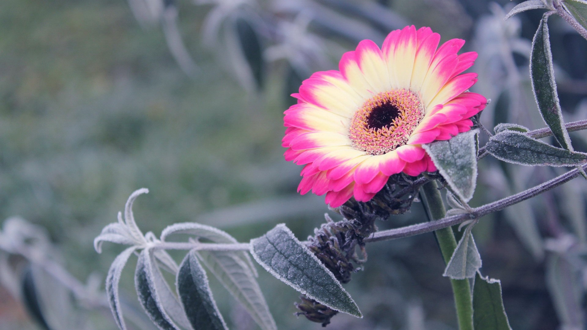 Бело-розовый цветок