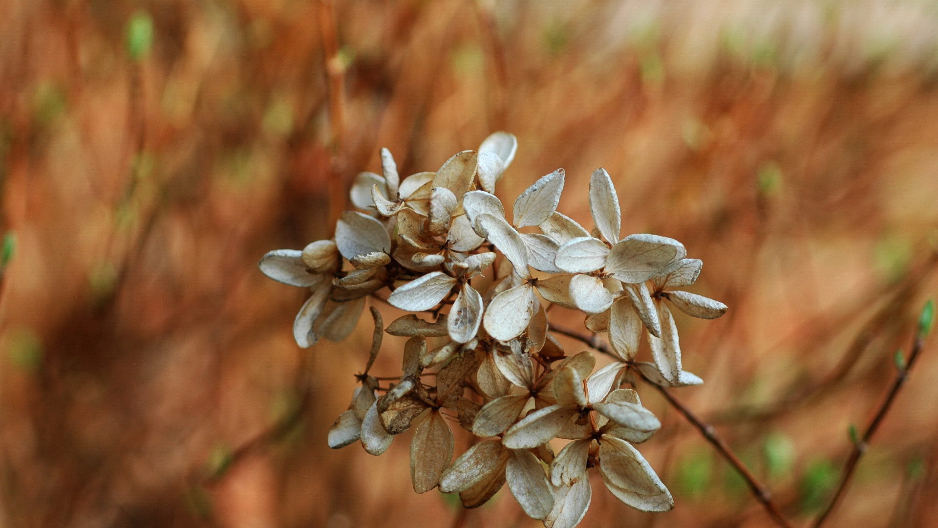 Завядший цветок