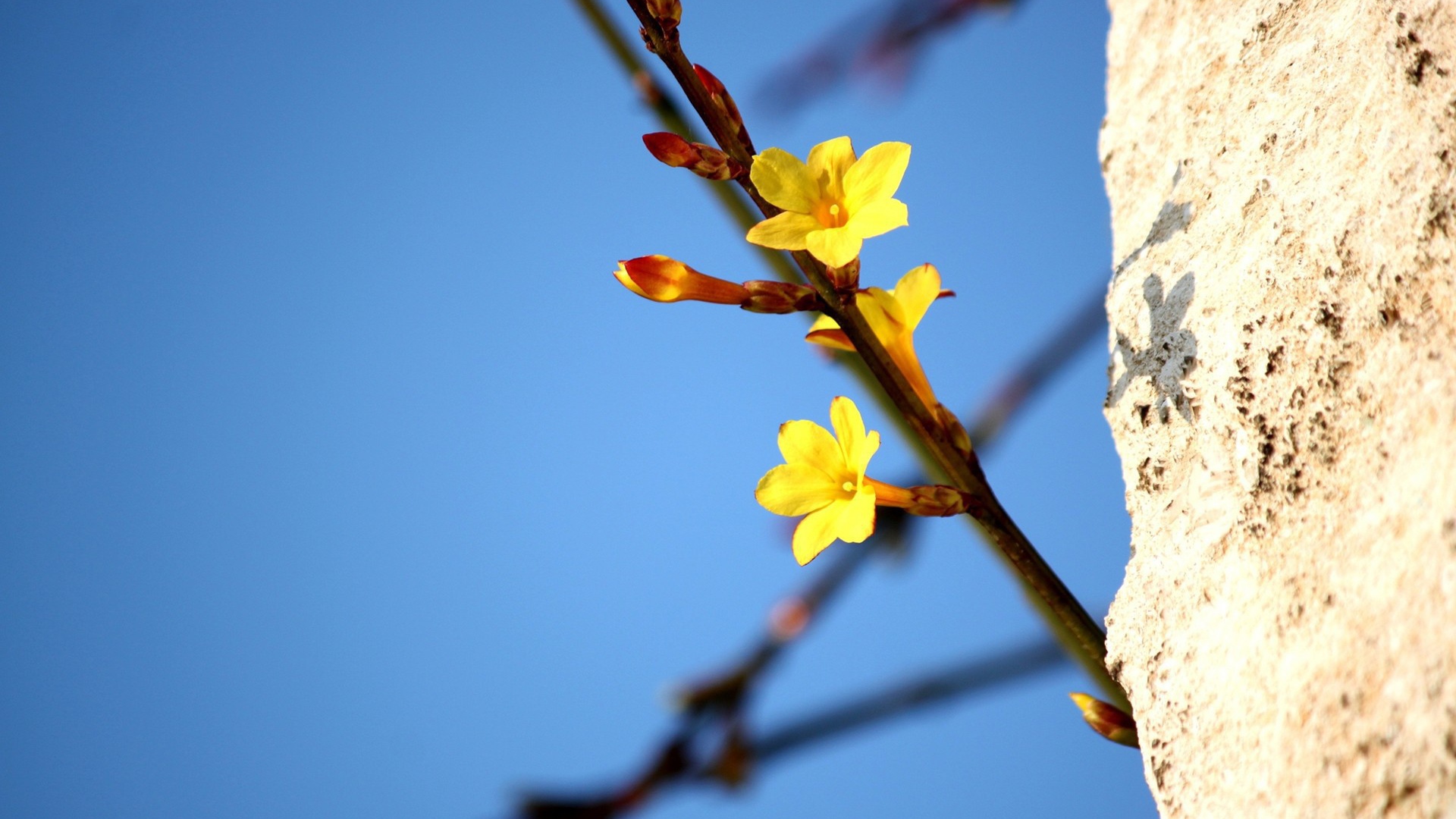 Желтые цветы на ветке