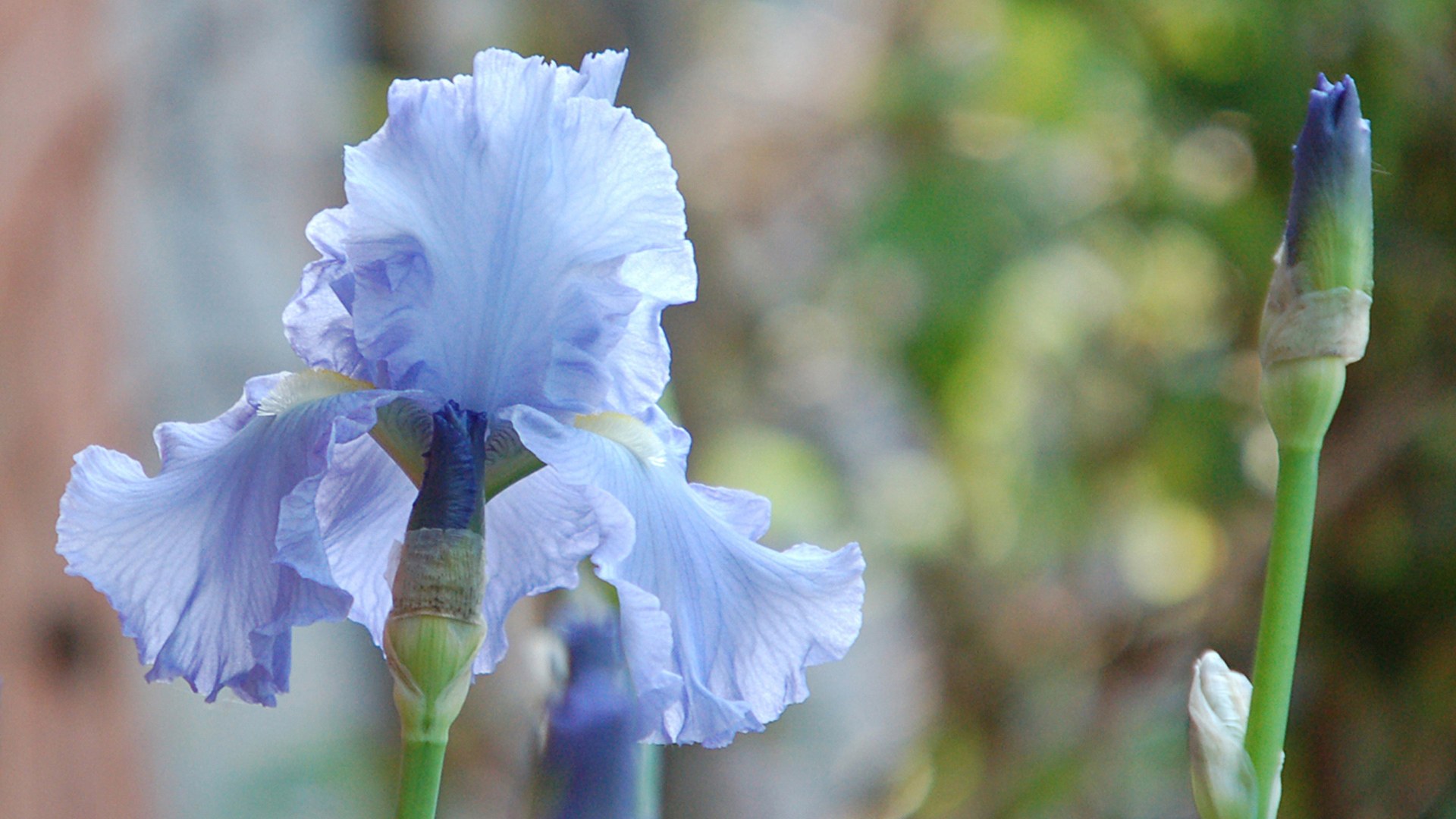 Голубой ирис