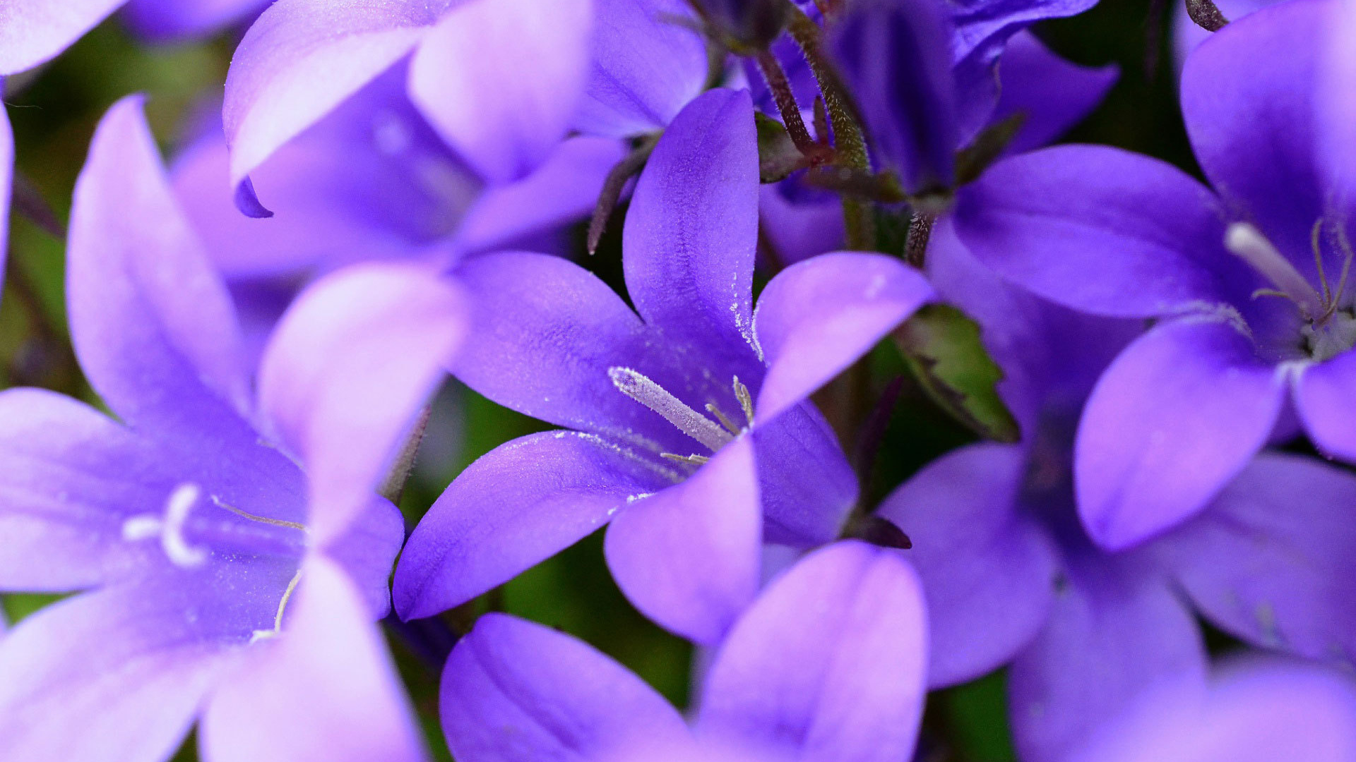 Фиолетовые колокольчики