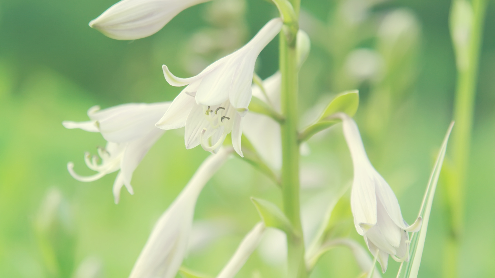 Белые колокольчики