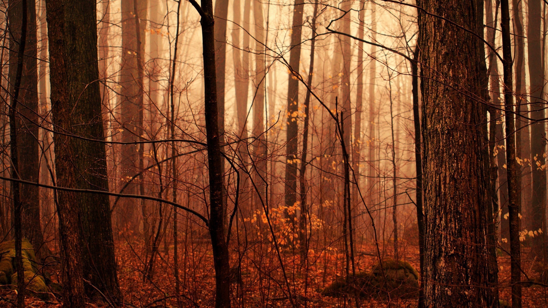 Осенний лес в тумане