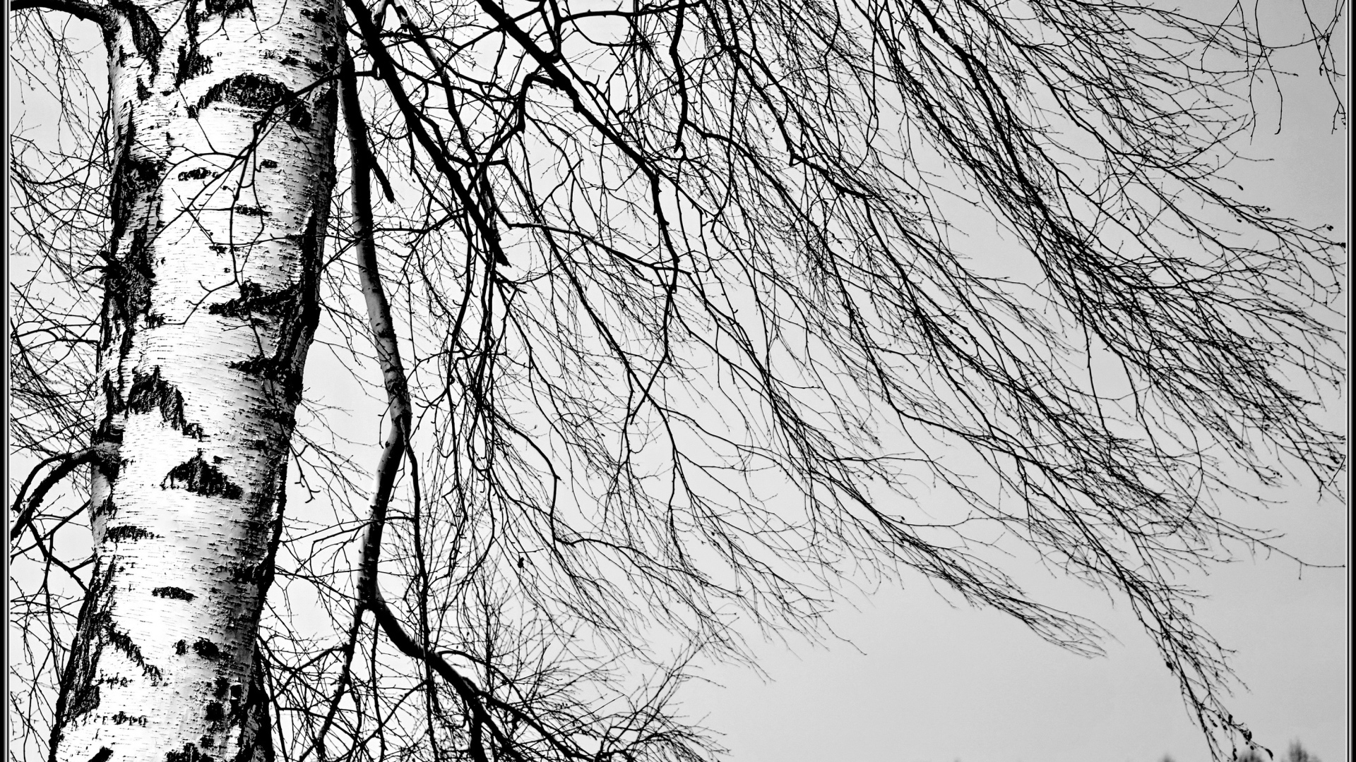 Береза зимой