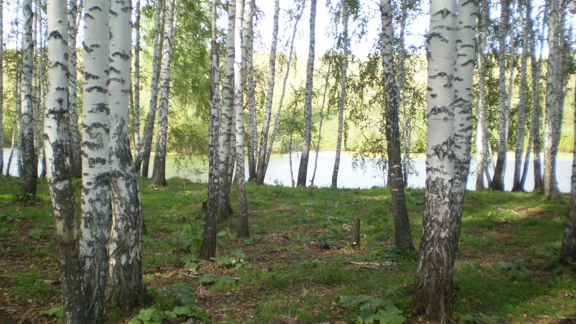 Березовая роща у озера