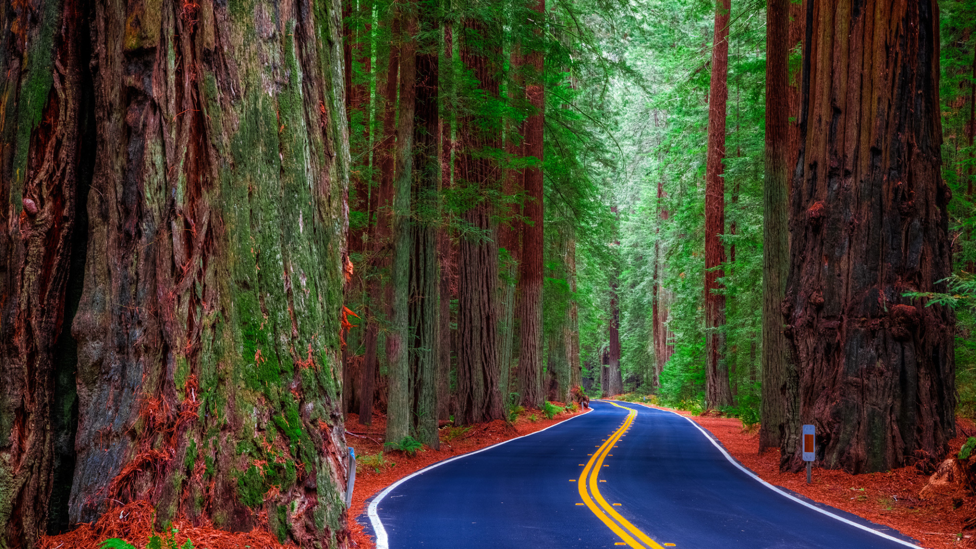 Шоссе среди леса