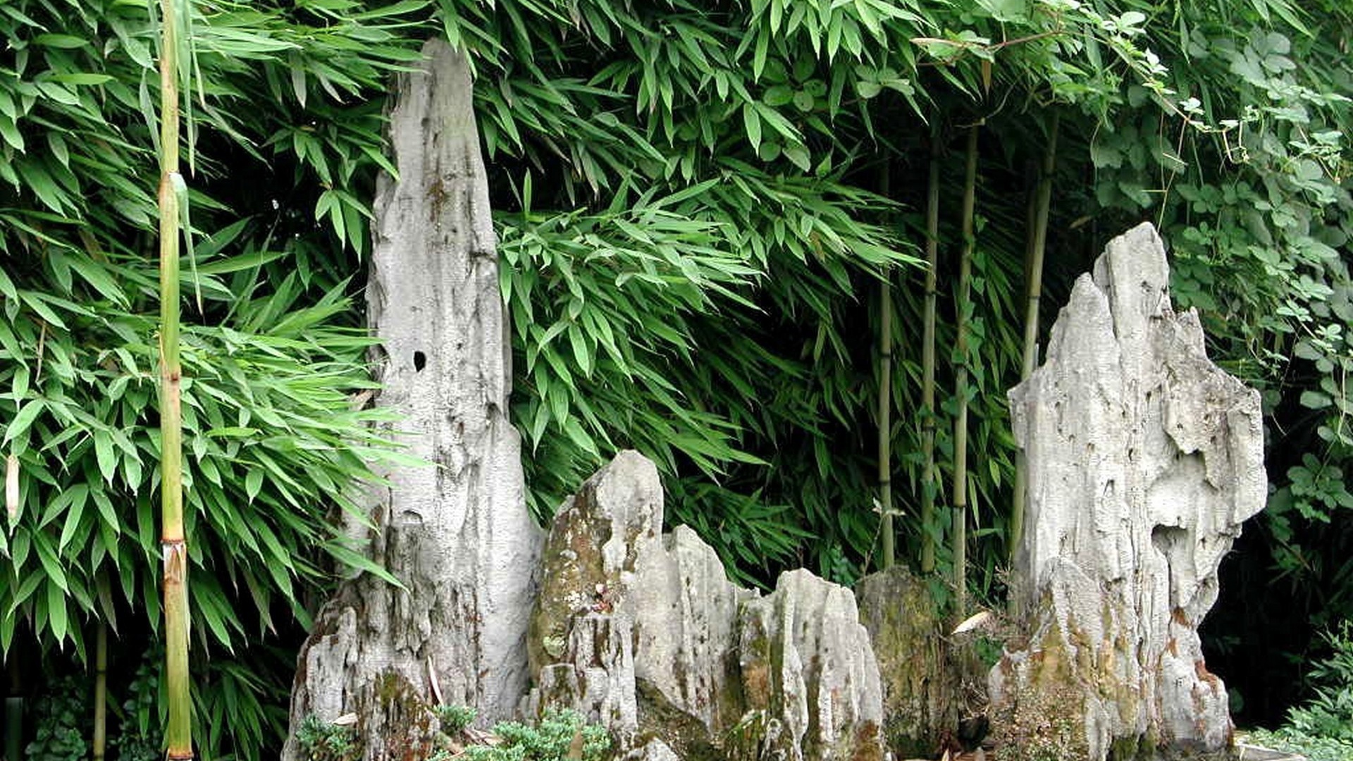 Японский бамбуковый лес