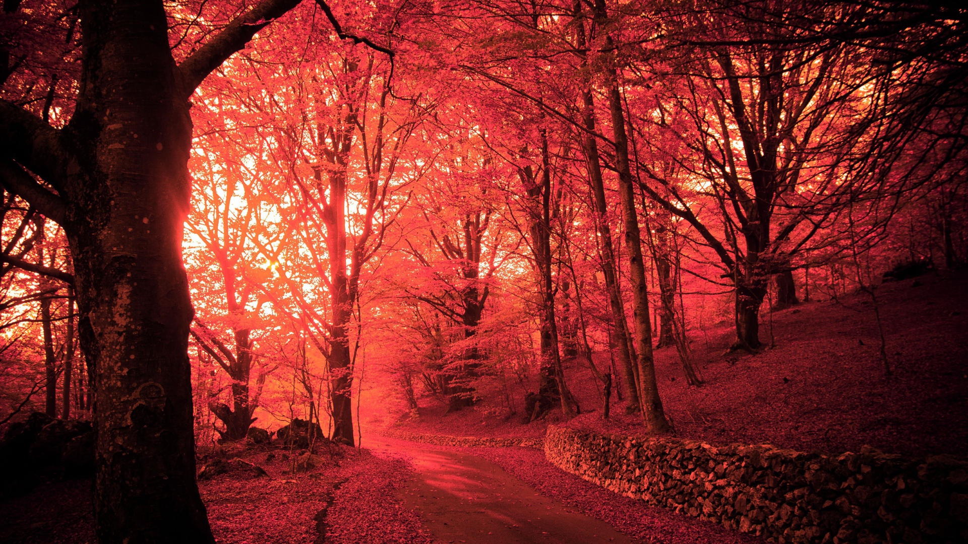 Розовый осенний лес