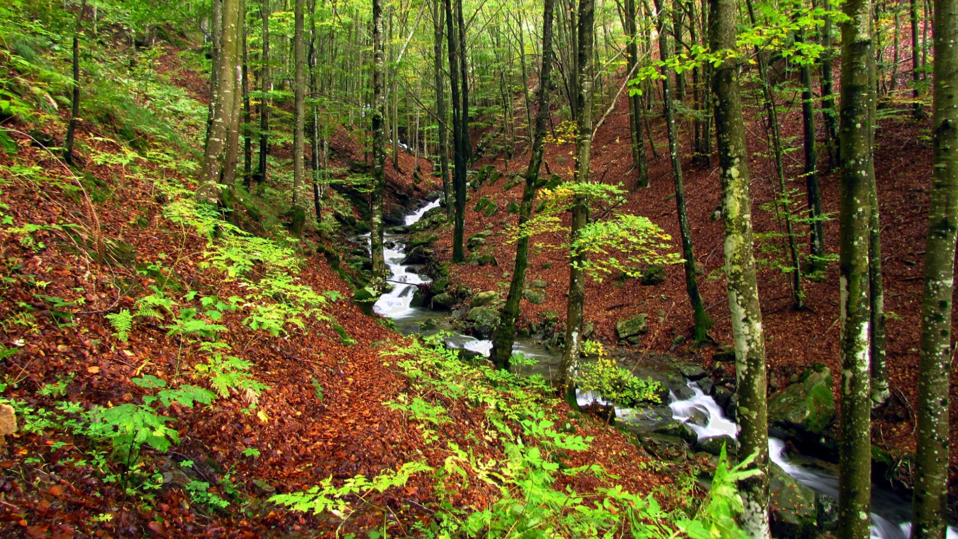 Быстрый ручей в лесу