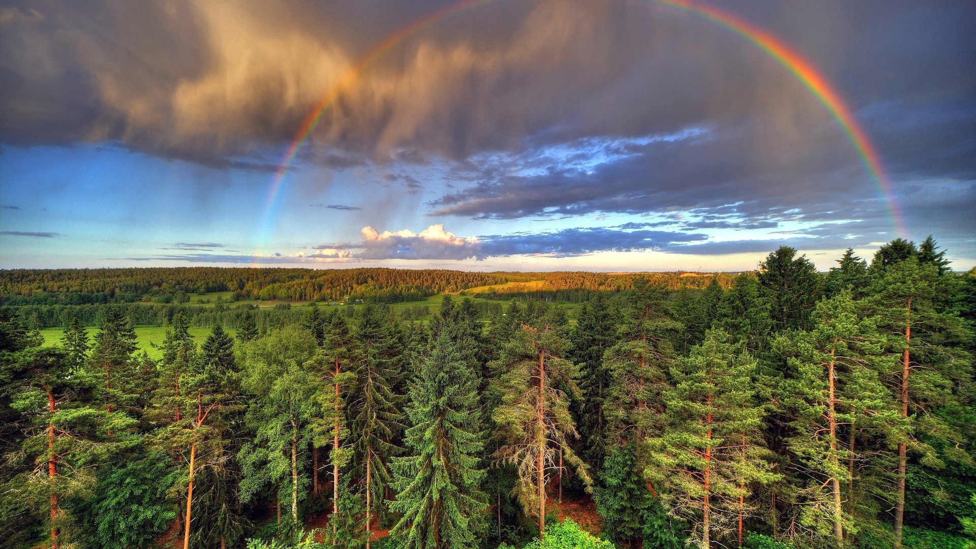 Радуга над лесом