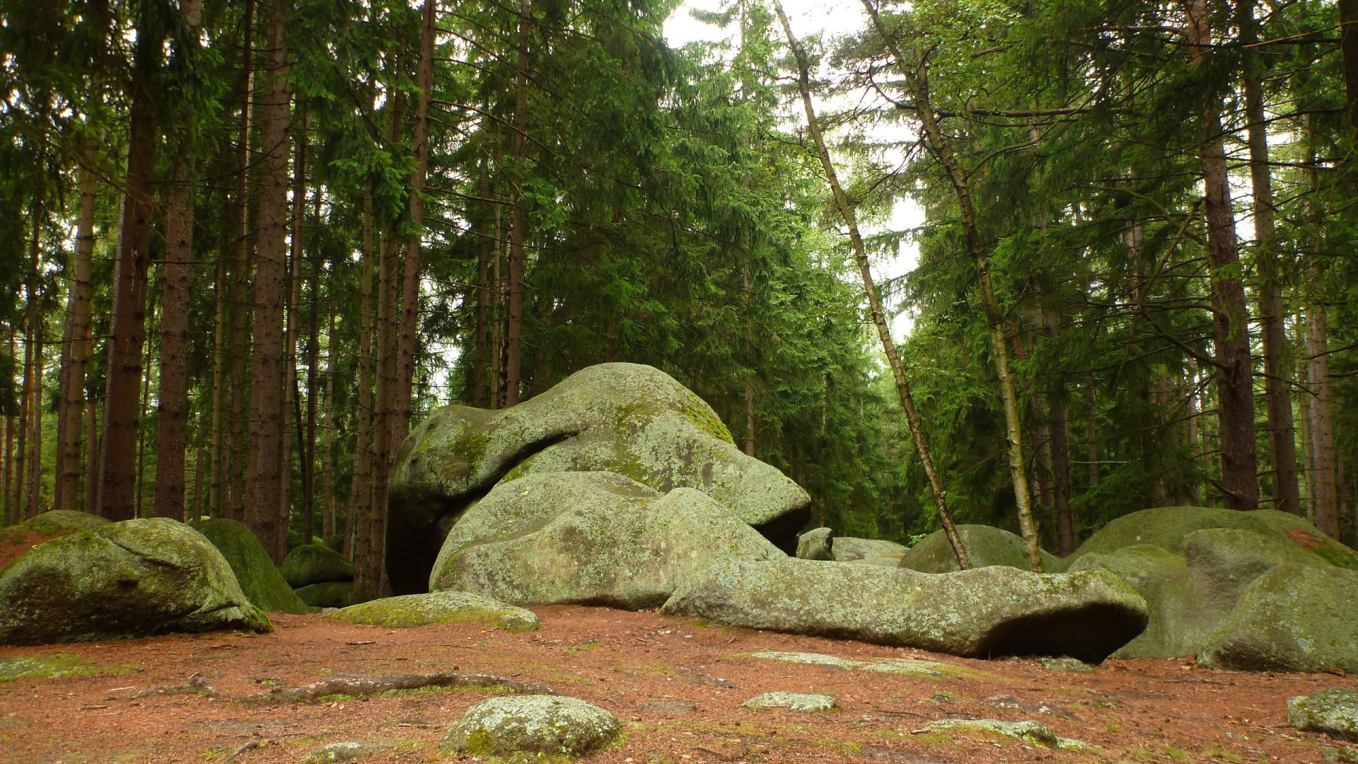 Камни на краю леса