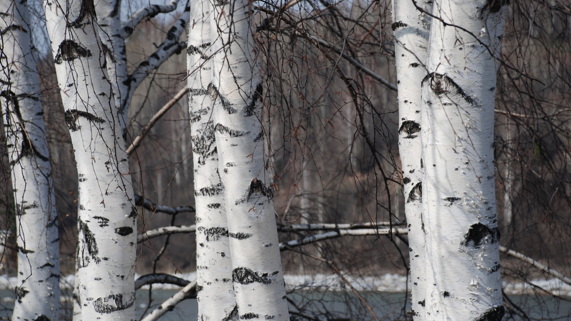 Зимняя березовая роща