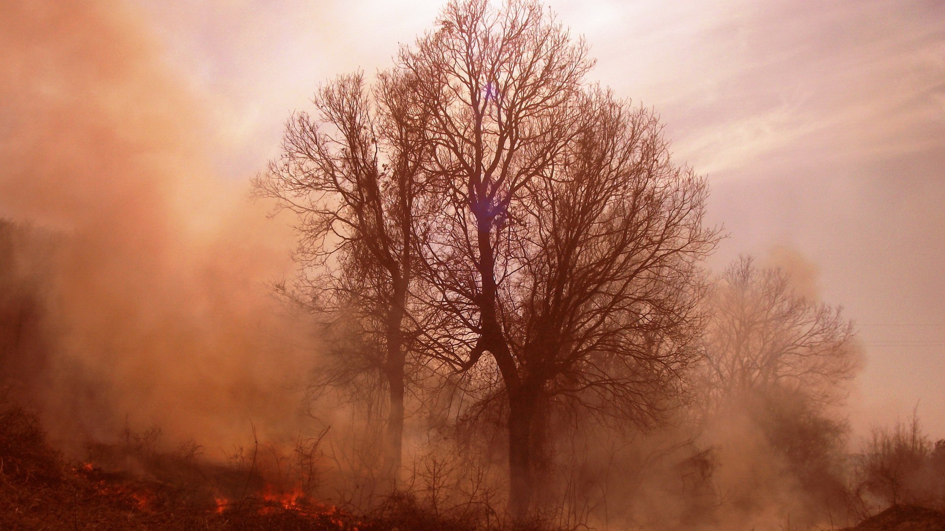 Пожар в лесу