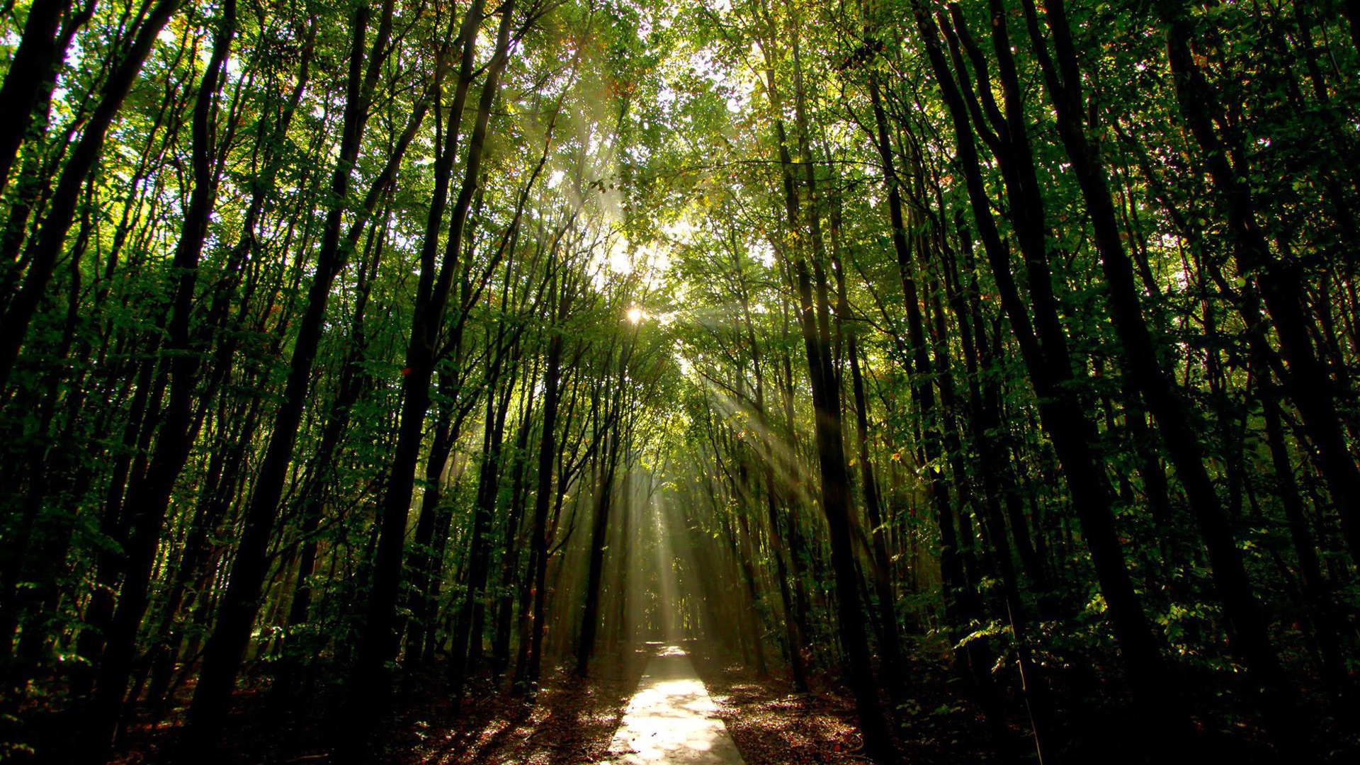 Освещенная солнцем дорога в лесу