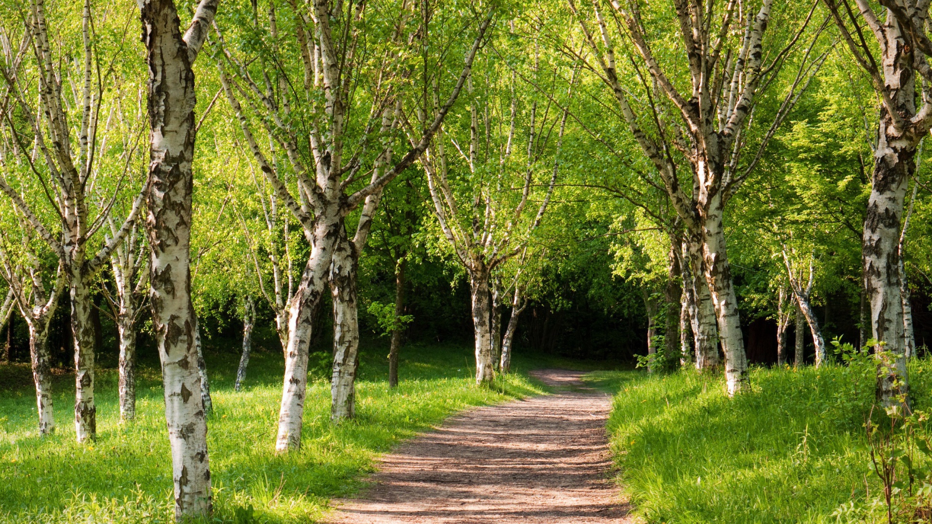 Березовая аллея