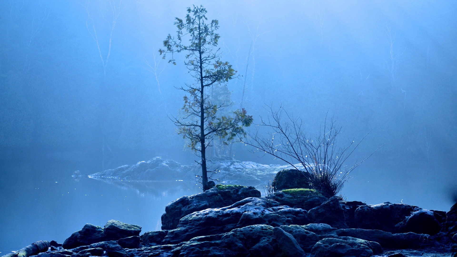 Дерево на каменном острове