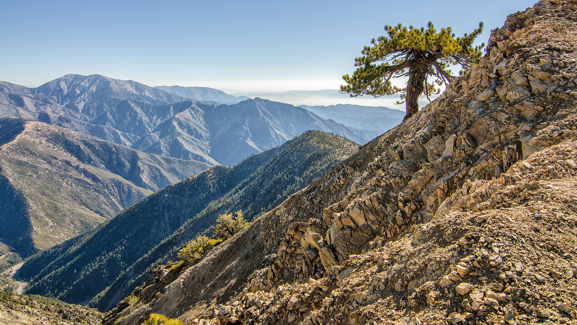 Одинокое дерево в горах
