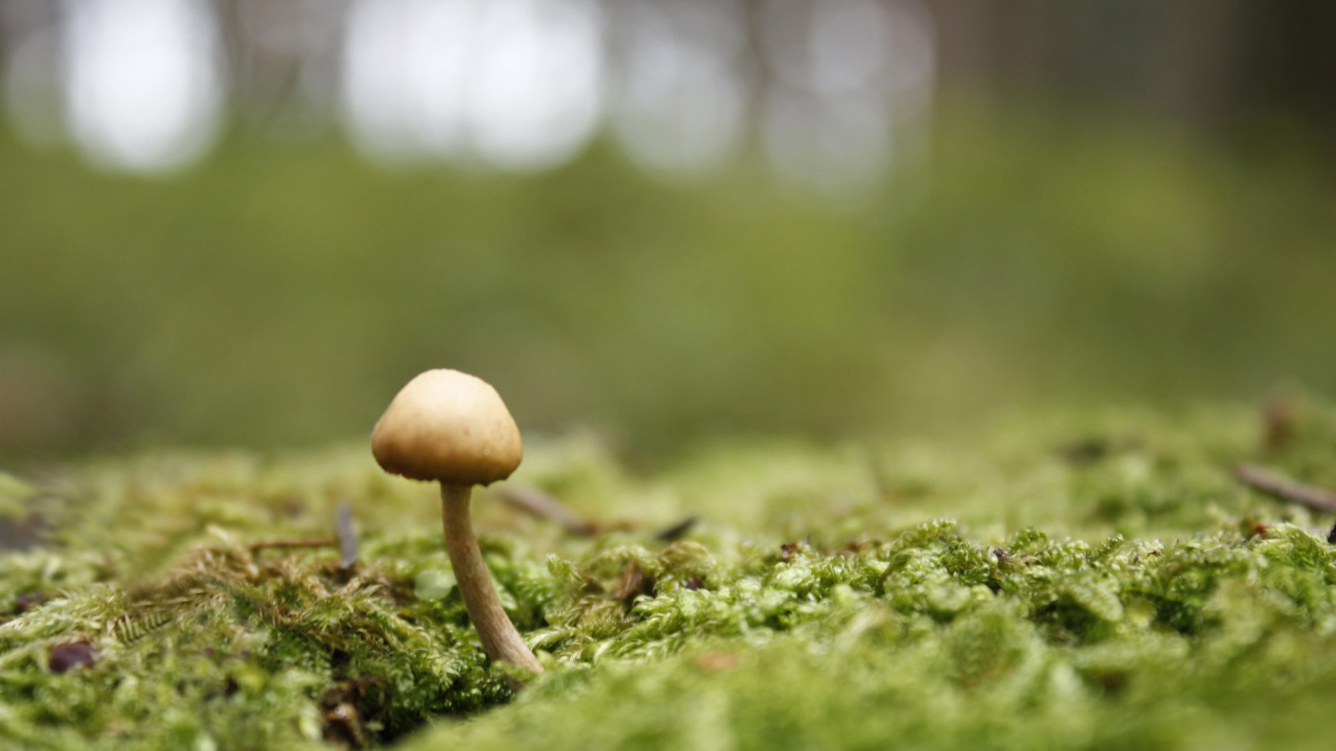 Пробивается молодой гриб