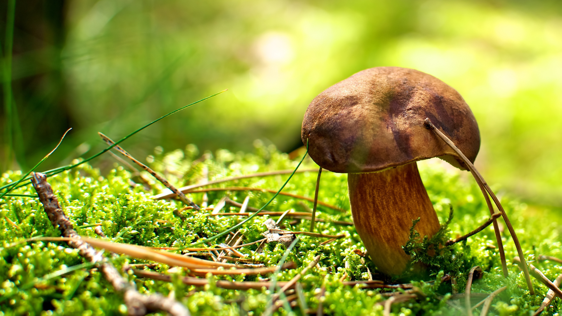 Хвойные иголки вокруг гриба